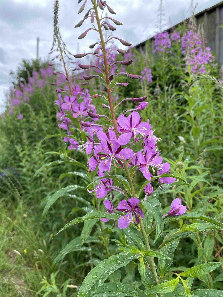 nature