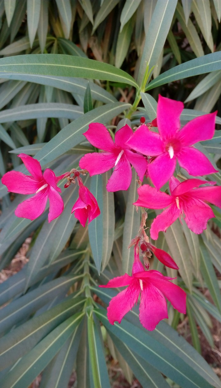 flowers