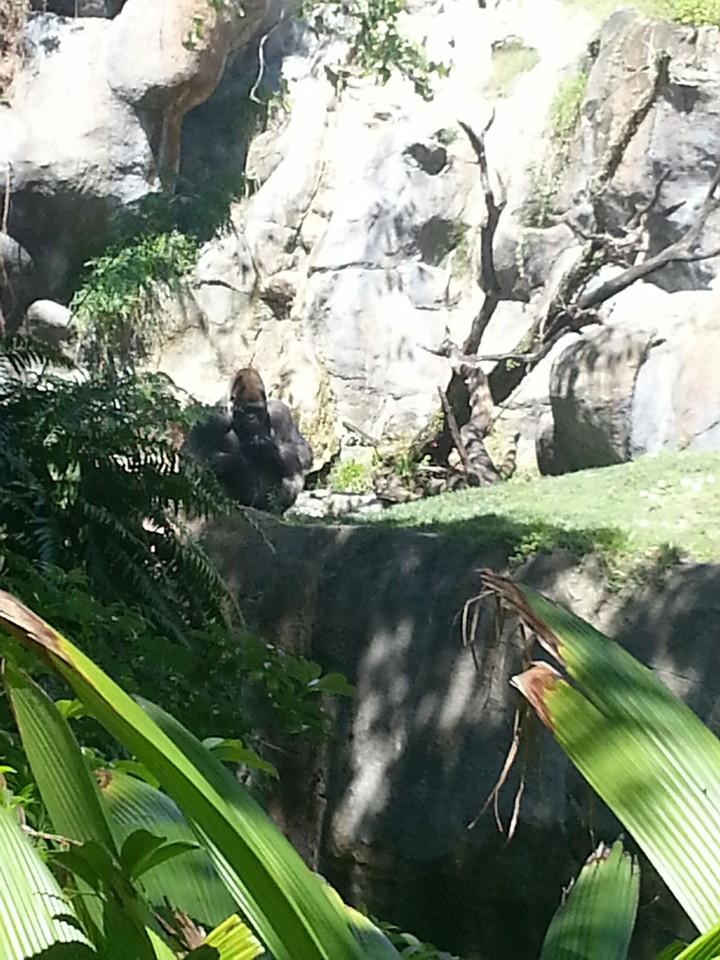 King of the jungle