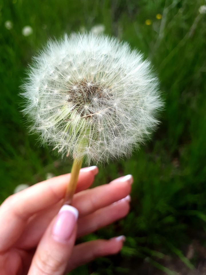 dandelion