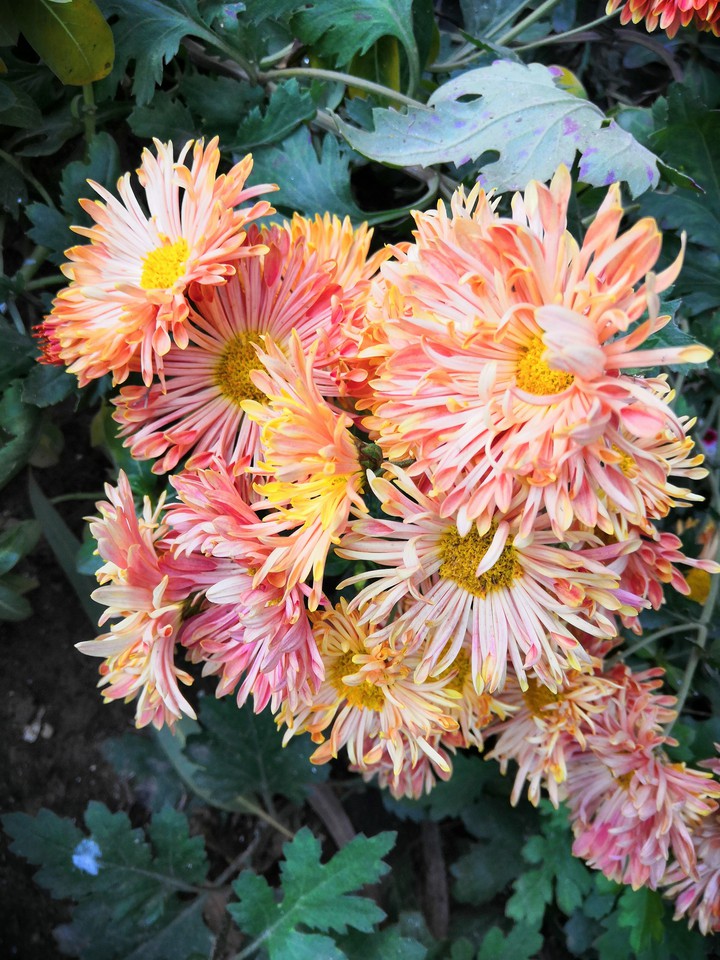 flowers