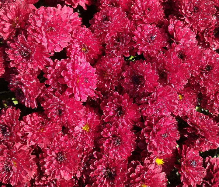 Chrysanthemums