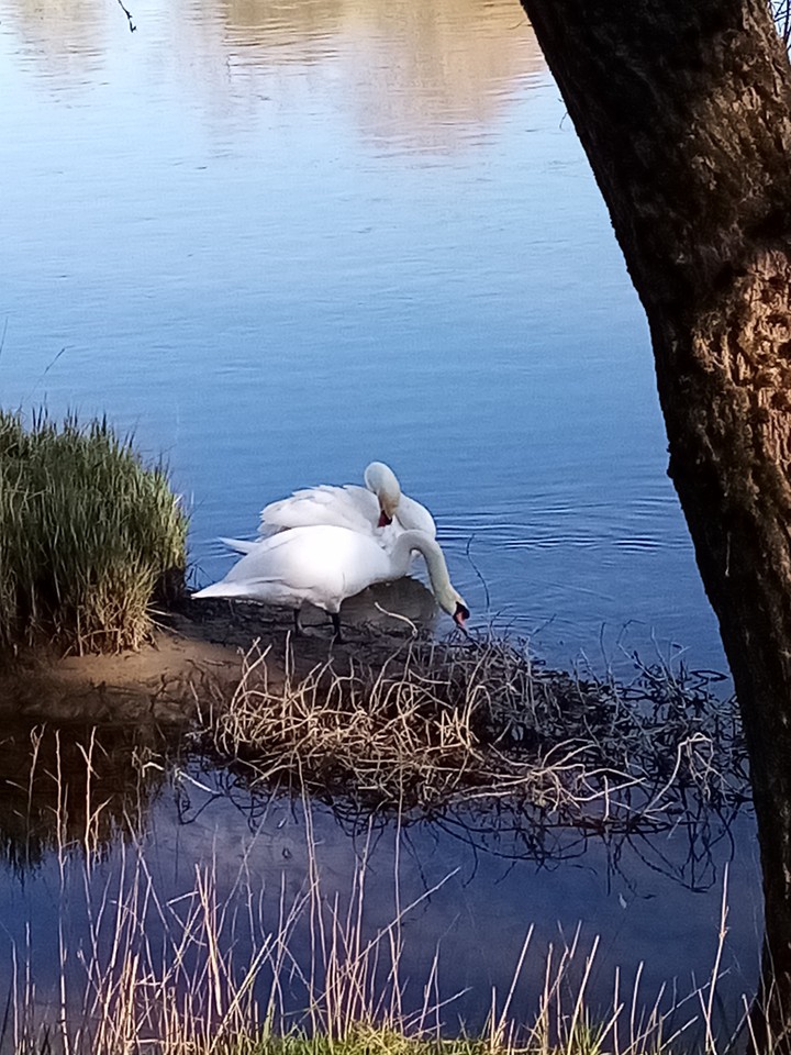 câlins au bord de l'eau