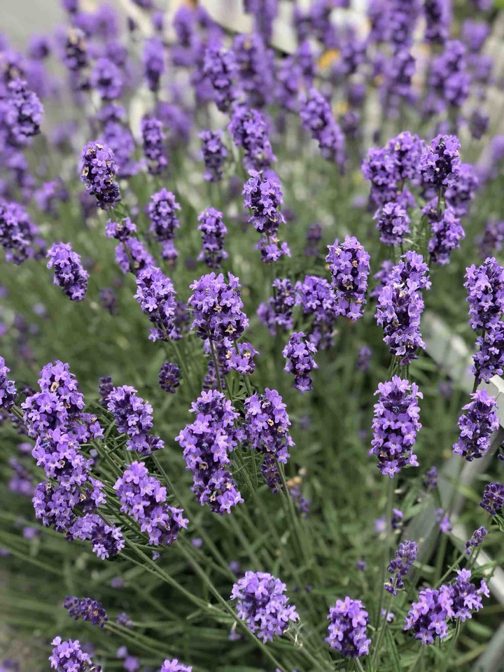 lavender