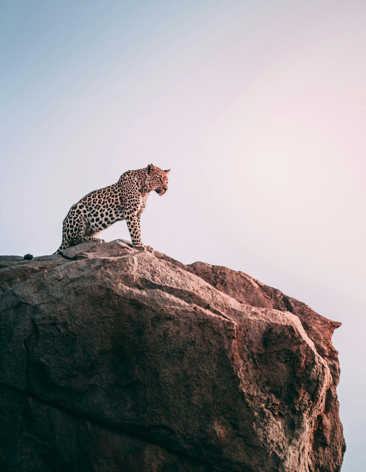 tiger