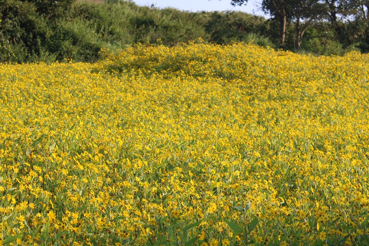 Adonis flowers in aruku valley