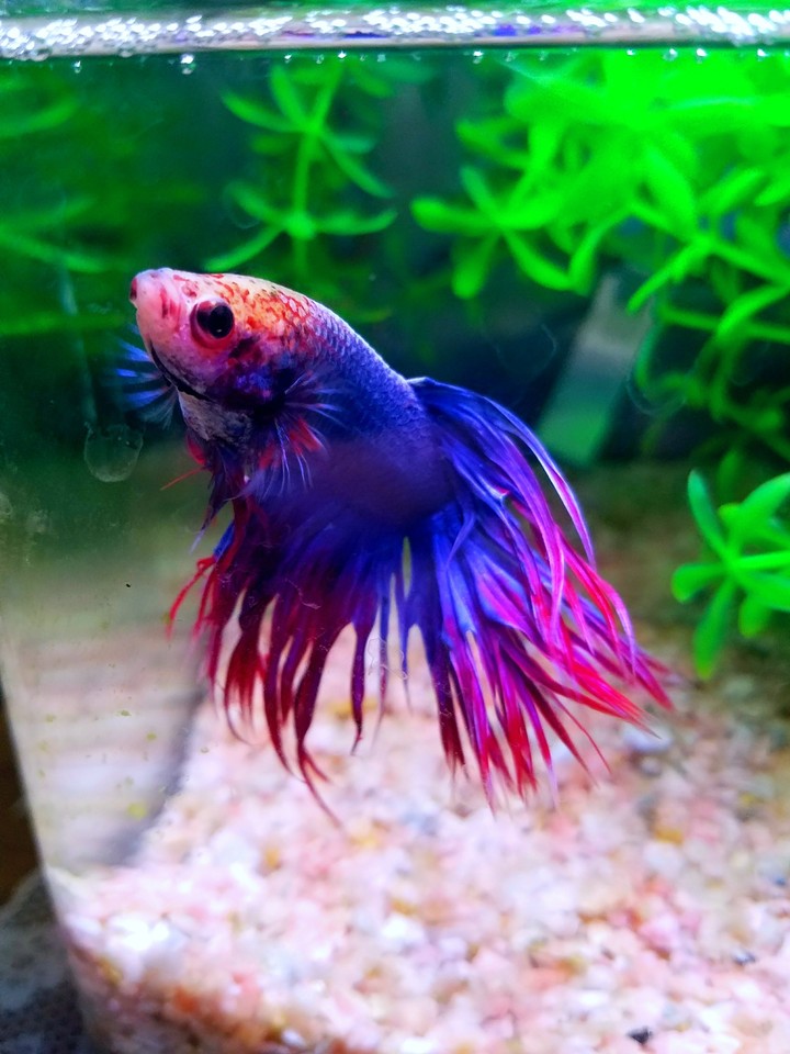 My Little Mermaid