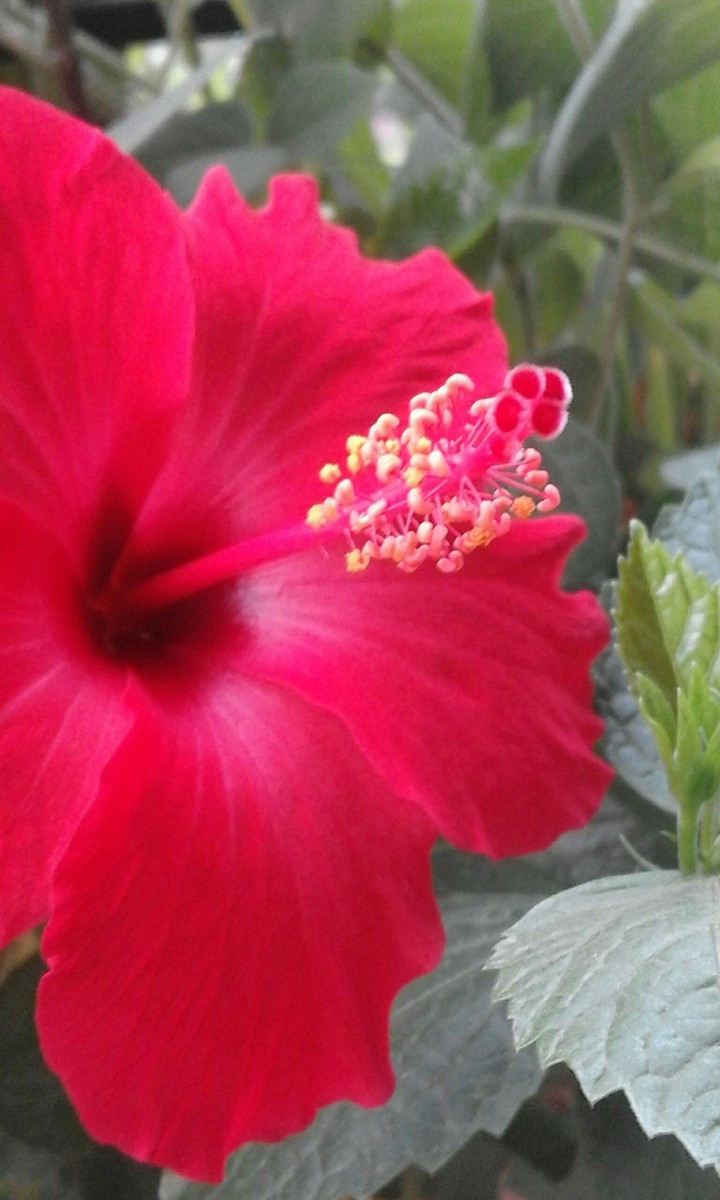 The Hibiscus flower