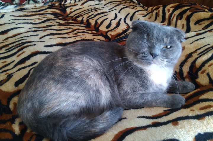 Nice kitty