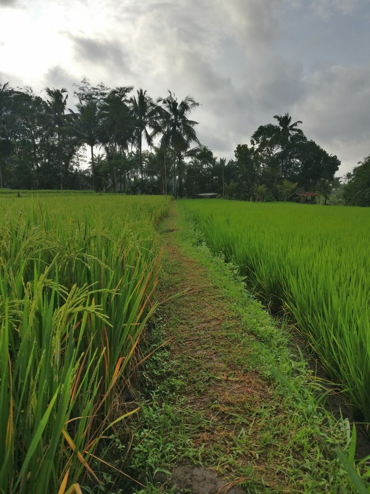 straight path farm