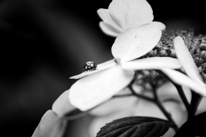 flowerpower