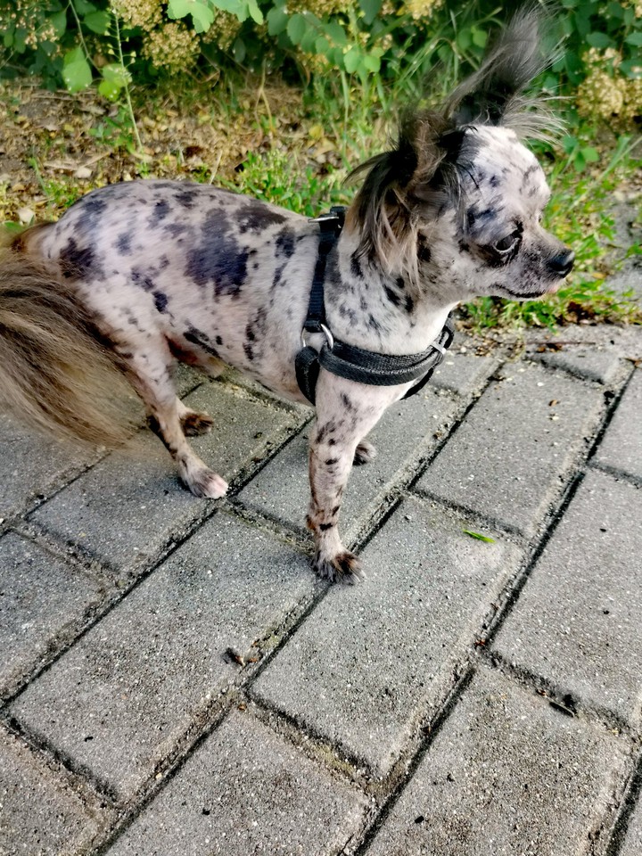 chihuahua