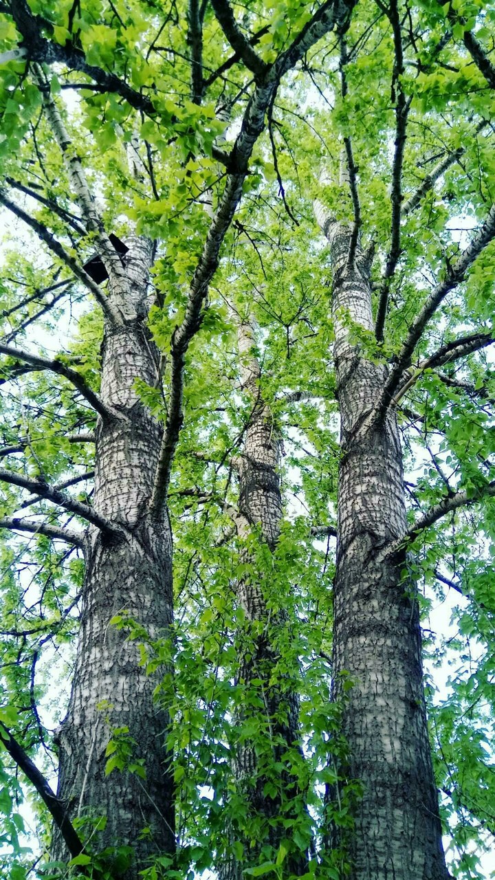 trees
