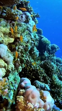Pretty sea fish