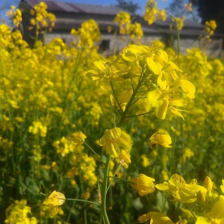 Mustard Flower