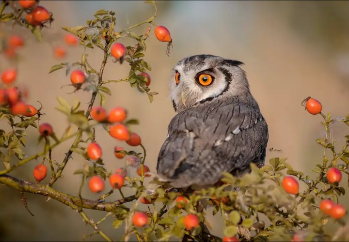owl & colors