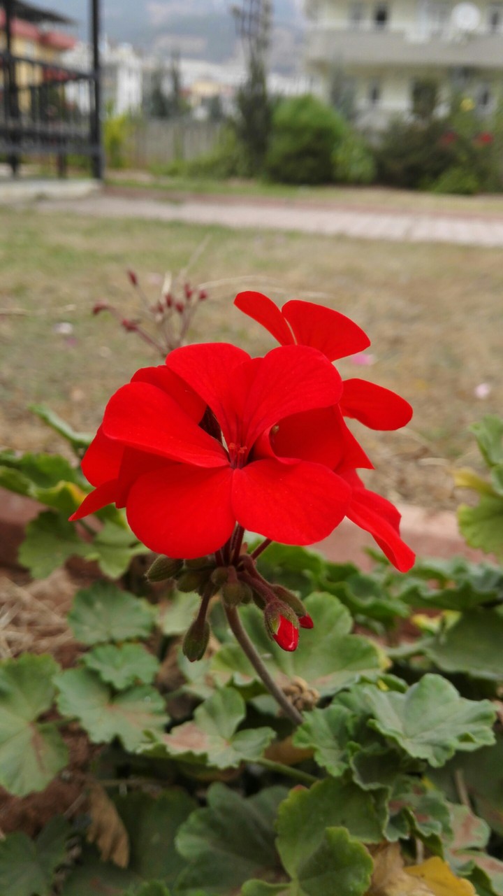 çiçek