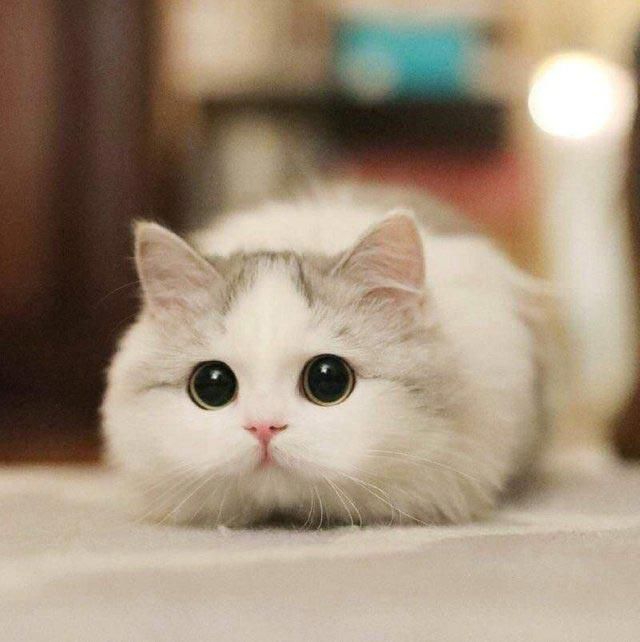 котенок