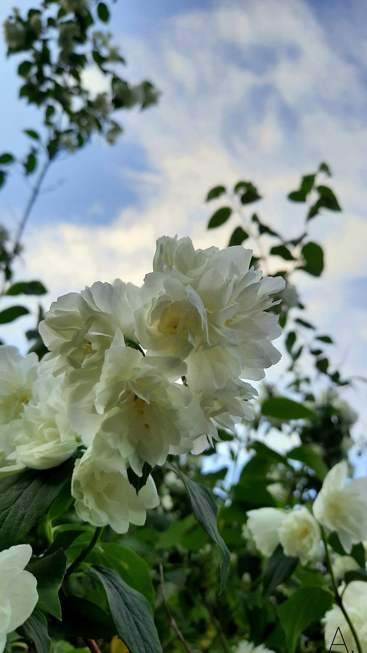 Jasmine