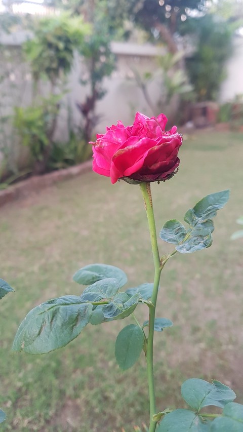 rose