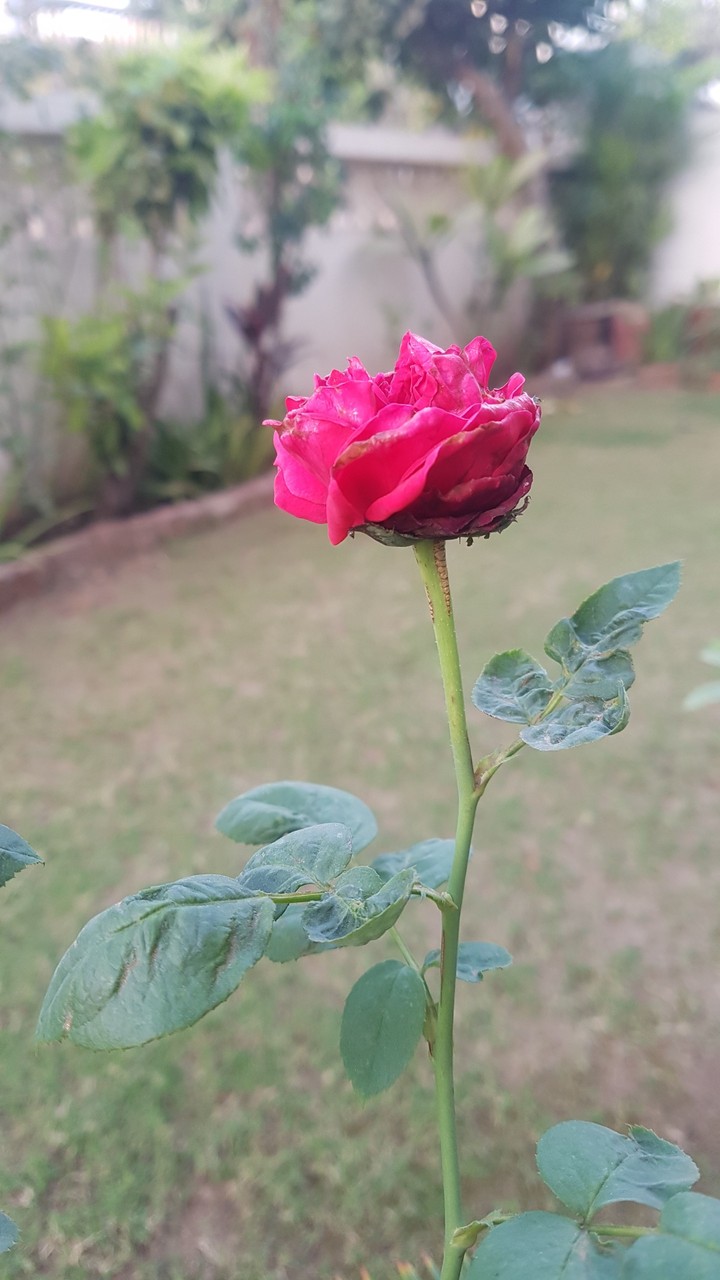 rose
