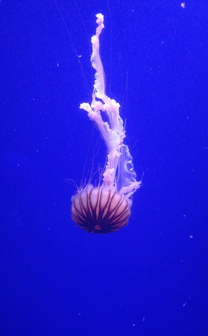 Under the Sea