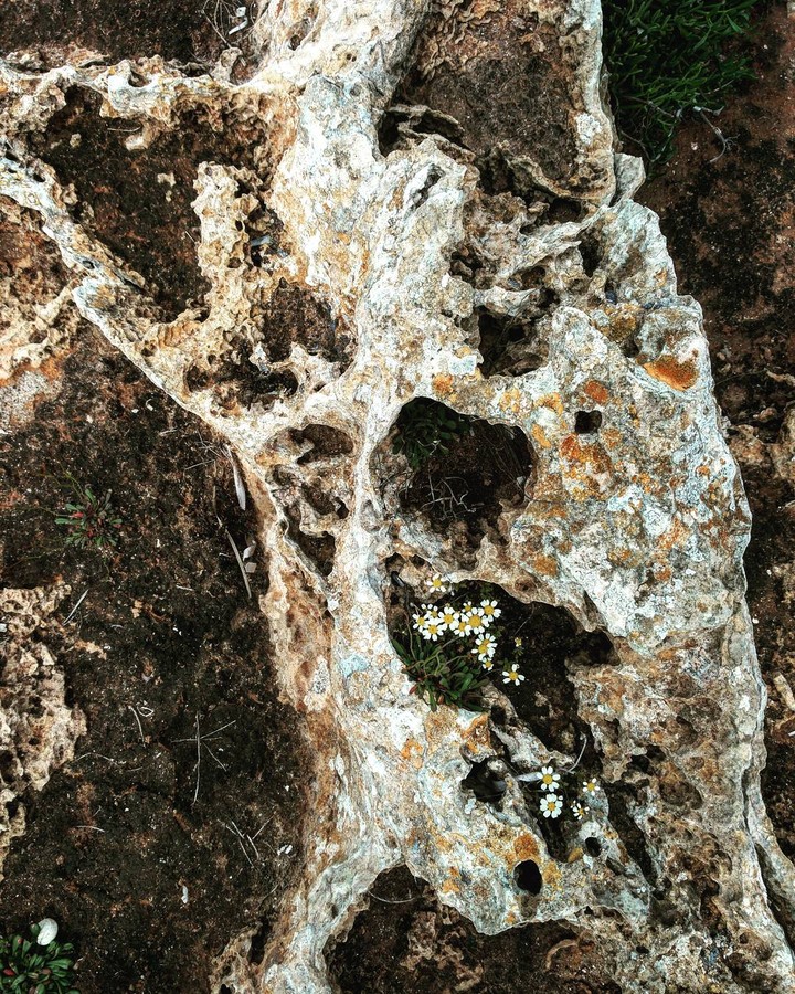 Vendicari, Margherite dentro la roccia
