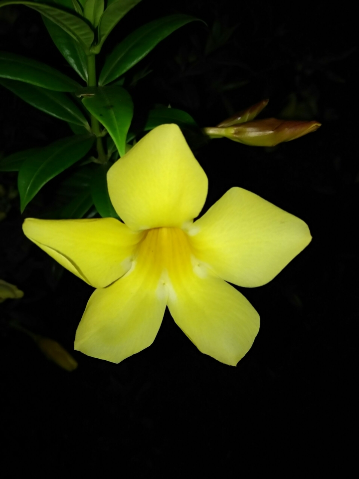 flower@SR