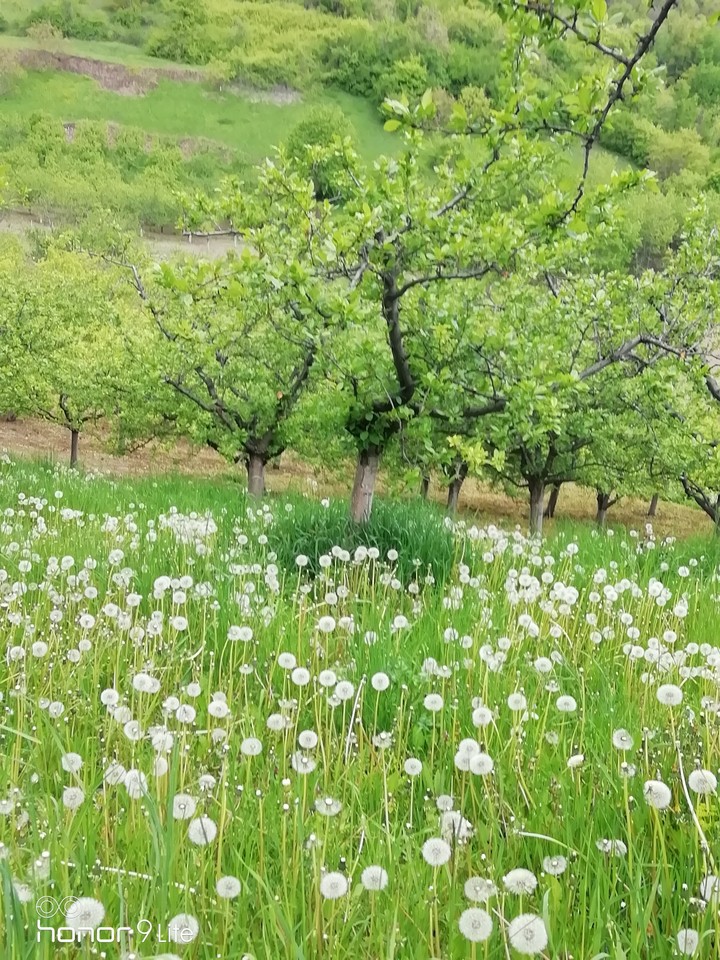 Солнечная поляна