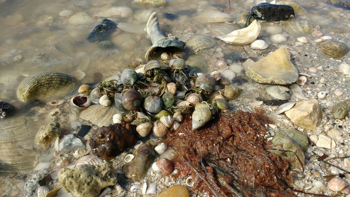 hermit crabs