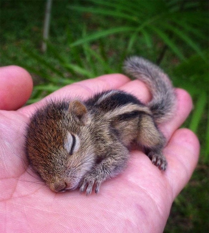 squirrel