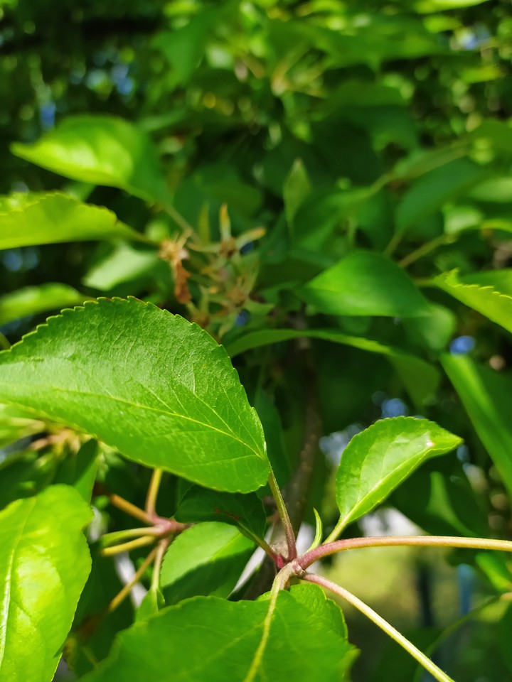 Leaves