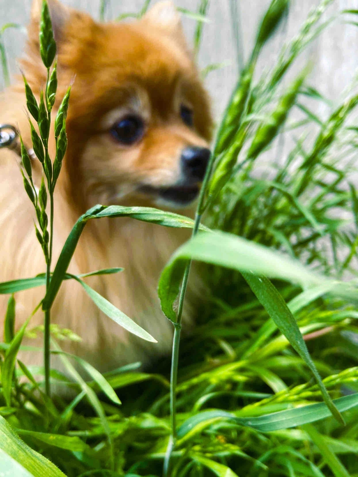in the grass