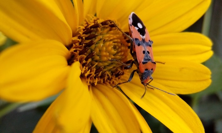 bug