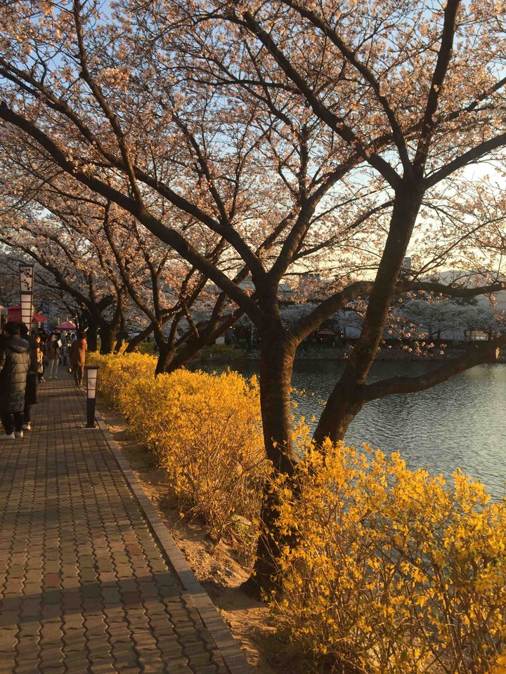yellow