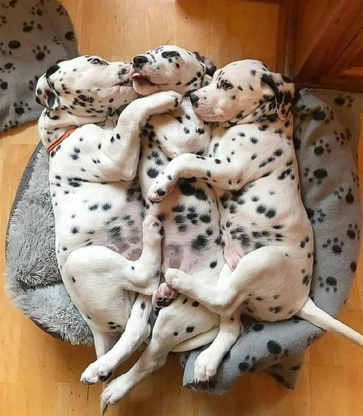 A Dalmatian Puppy Sandwich