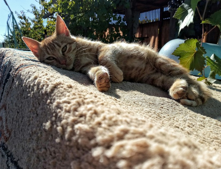Little cat