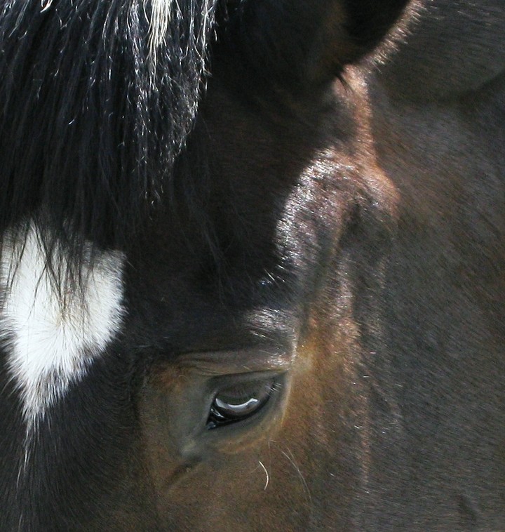 horse