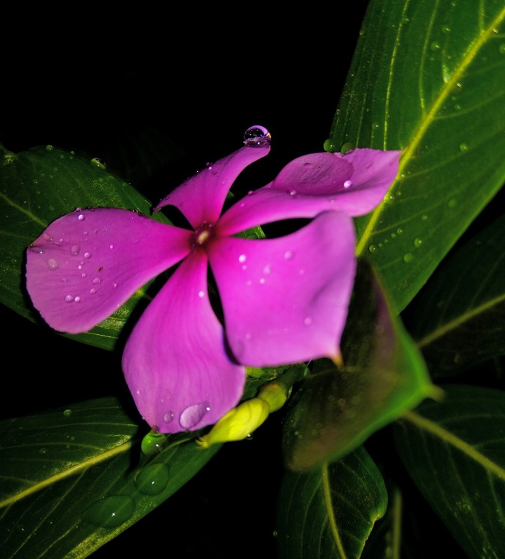 Water drop