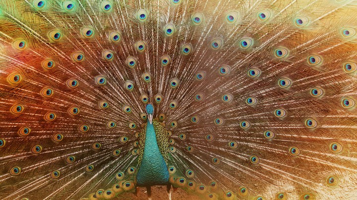 Peacock