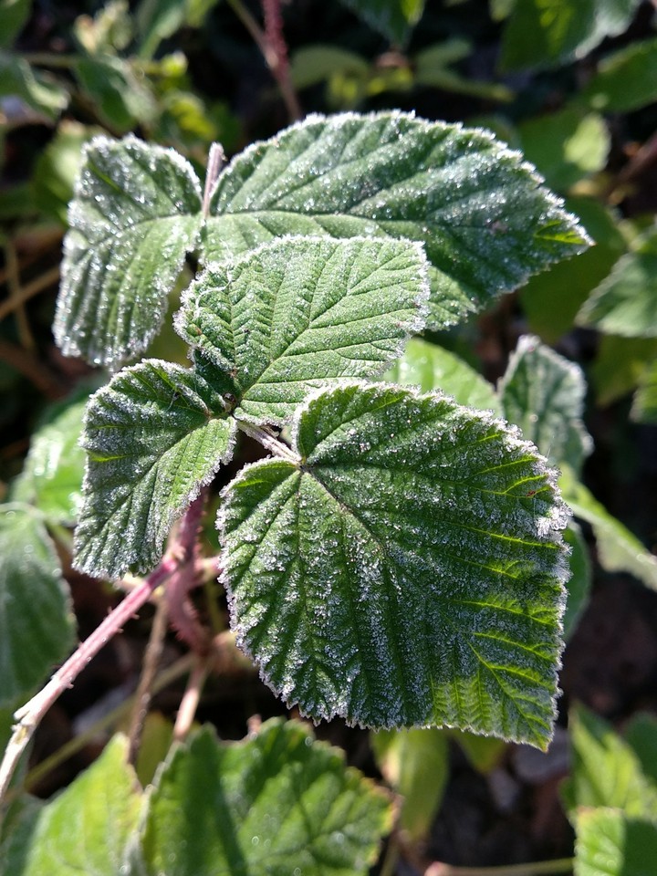 The Frost