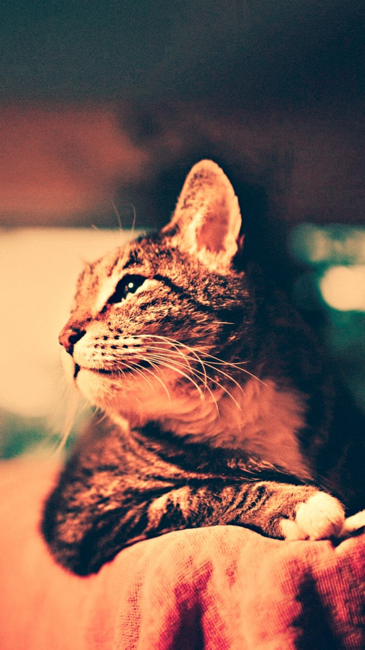 кошка