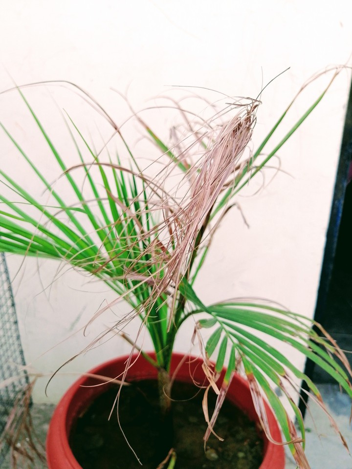 plant