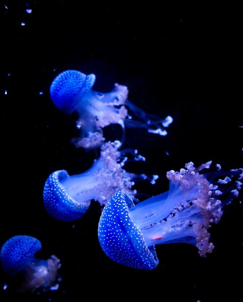 Science, reef duvar kağıtları