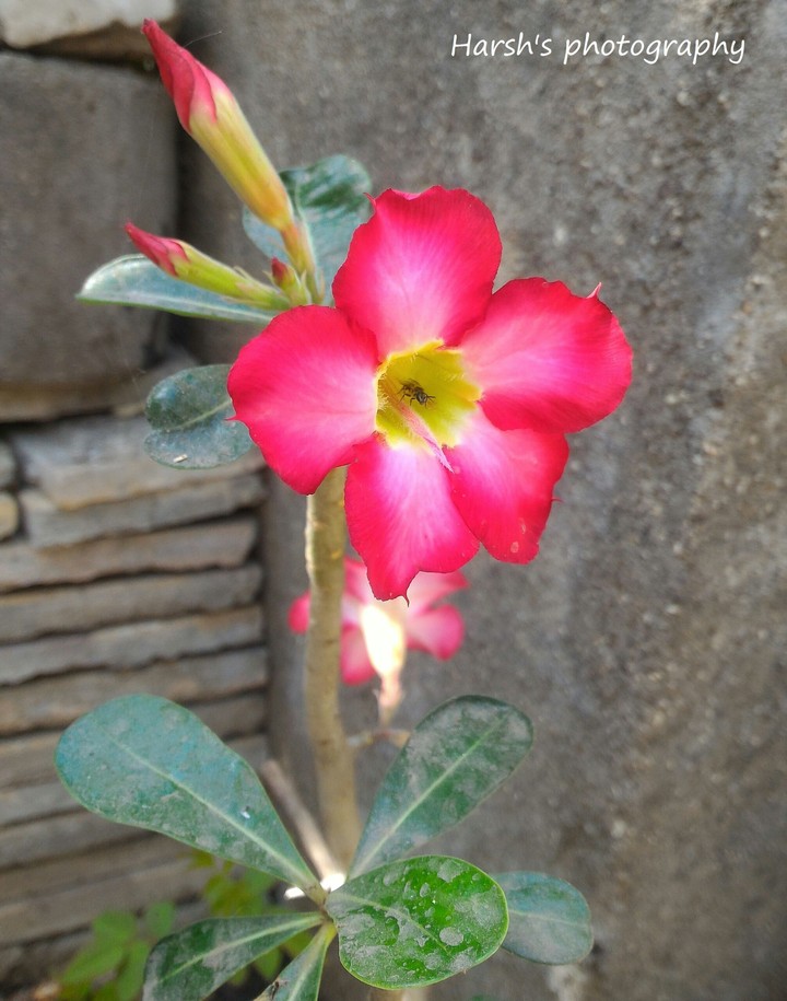 red flower
