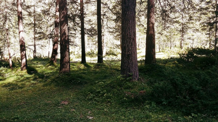 trees