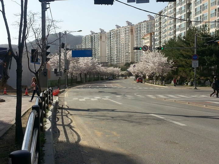 벗꽃 잎 핀 도로