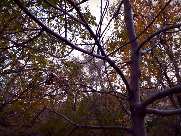 Autumn