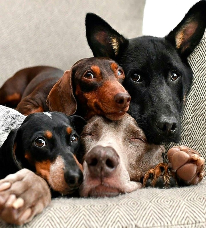 A Dog Blanket for the Hound