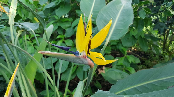 in the botanical garden